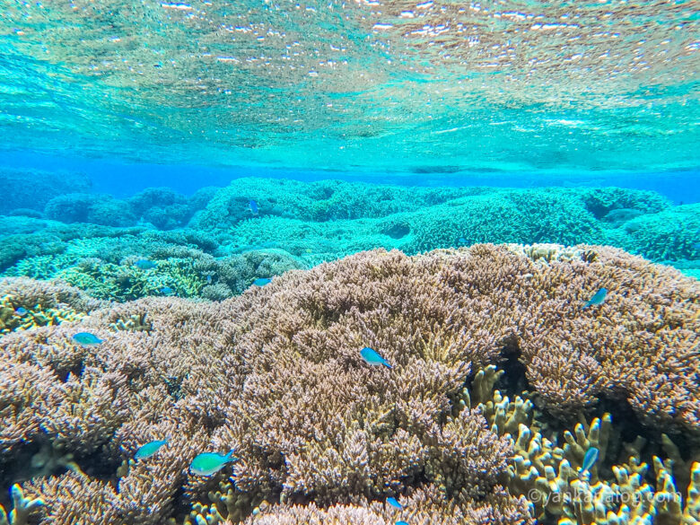 与論島赤崎サンゴの森